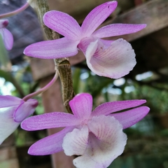 Dendrobium polyanthum