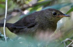 Bradypterus sylvaticus sylvaticus