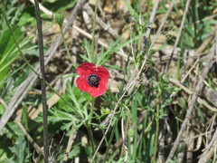 Papaver hybridum