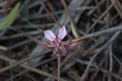 Pelargonium dipetalum