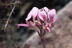 Pelargonium dipetalum