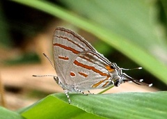 Hypolycaena pachalica