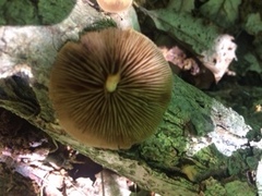 Pluteus romellii