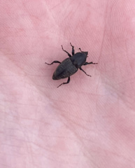 Sphenophorus cicatristriatus