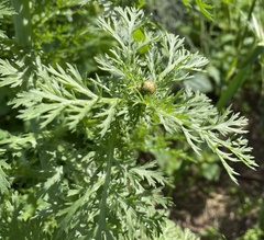 Glebionis coronaria