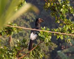 Bycanistes subcylindricus