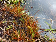 Juncus antarcticus