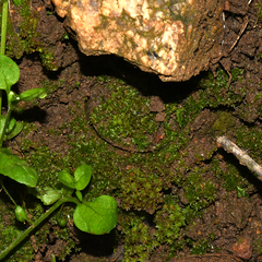 Bothriocyrtum californicum
