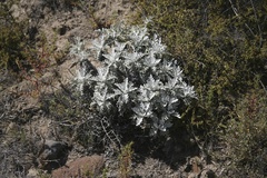 Constancea nevinii