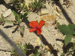 Papaver hybridum