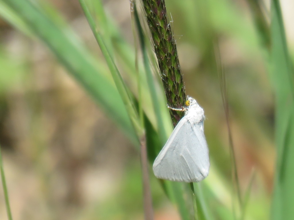 Lithostege duponcheli