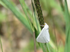 Lithostege duponcheli