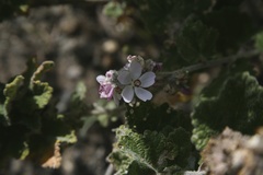 Malacothamnus clementinus