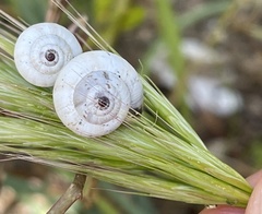 Theba pisana