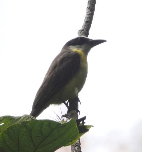 Megarynchus pitangua mexicanus
