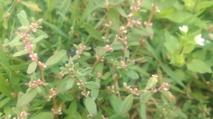Polygonum plebeium