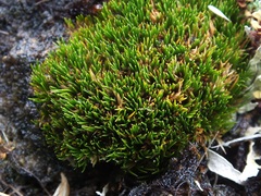 Centrolepis pallida