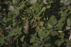 Ribes malvaceum malvaceum