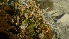 Pimelea traversii