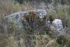 Diplacus parviflorus