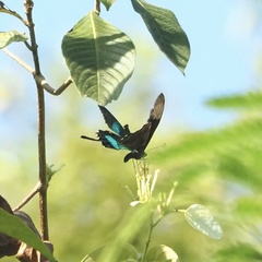 Papilio palinurus