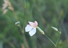 Dianthus lanceolatus