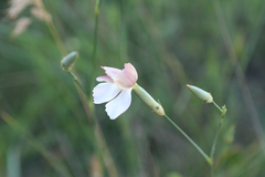 Dianthus lanceolatus