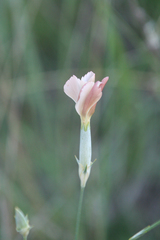 Dianthus lanceolatus