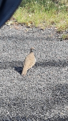 Geophaps scripta scripta