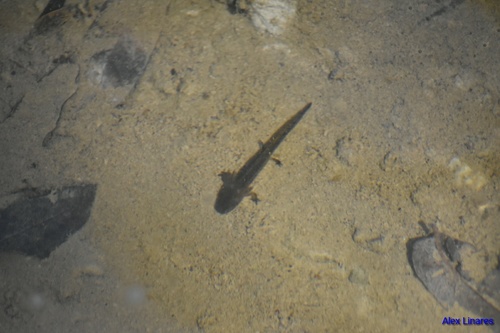 Pine Woods Salamander