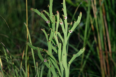 Hibbertia complanata