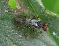 Aridelus rufotestaceus