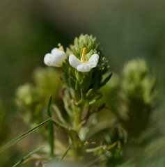 Triphysaria floribunda