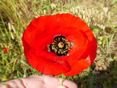 Papaver umbonatum