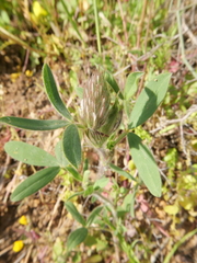 Trifolium palaestinum
