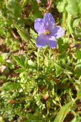 Erodium telavivense