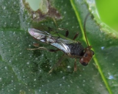 Aridelus rufotestaceus