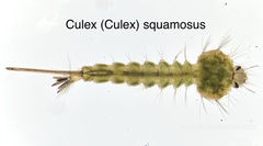 Culex squamosus