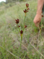 Juncus striatus