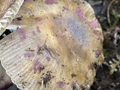 Russula vinaceocuticulata