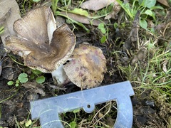 Russula vinaceocuticulata