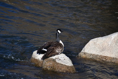 Branta canadensis