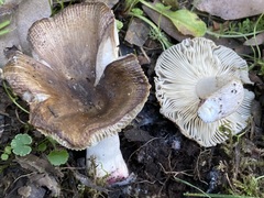 Russula vinaceocuticulata