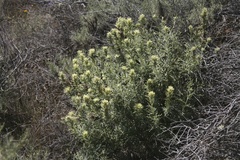 Castilleja grisea