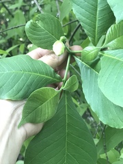 Tabernaemontana glabra