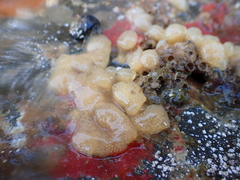 Pseudodistoma opacum