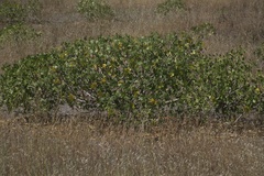 Malva assurgentiflora glabra