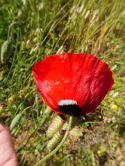 Papaver umbonatum