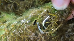 Chelidonura