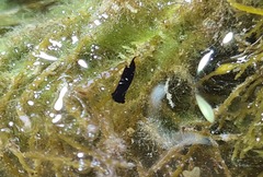 Chelidonura